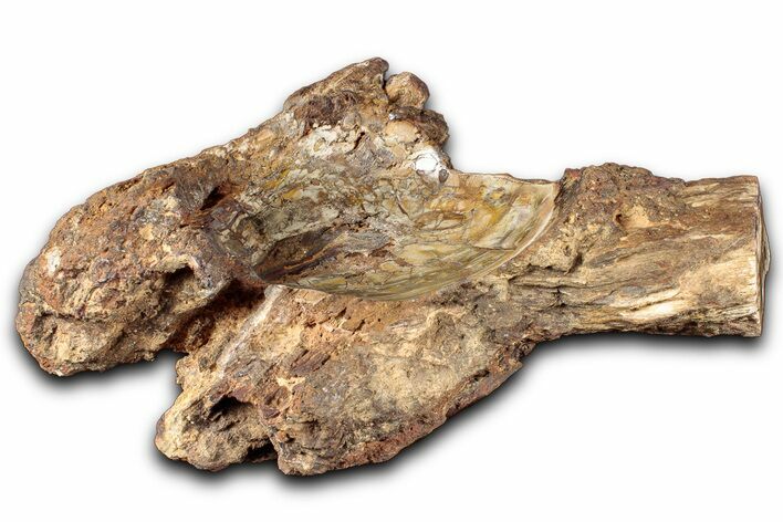 Polished Petrified Wood Soap Dish - Madagascar #346930